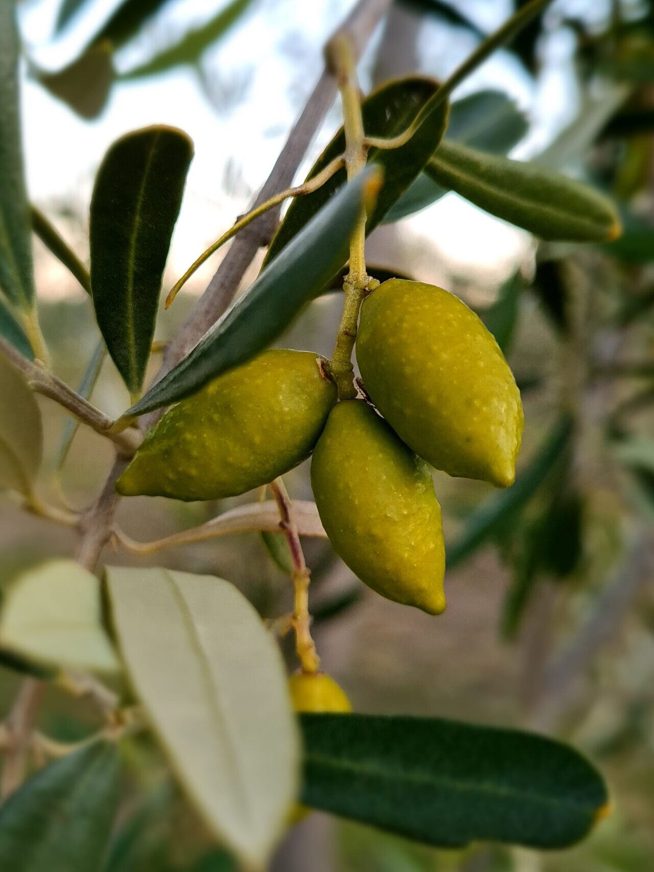 Three olives
